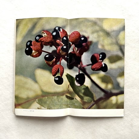 嗜好417 高原植物誌 / 明治屋