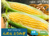 限定!  とうもろこし直送便　「んめぇとうみぎ」　お届け地域限定　ばちぎ農場　【川俣町】