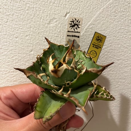 goodtaniku