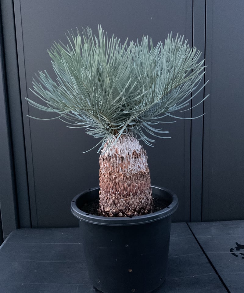 CATEGORY Cycas. Encephalartos蘇轍 | Sun・Shepherd