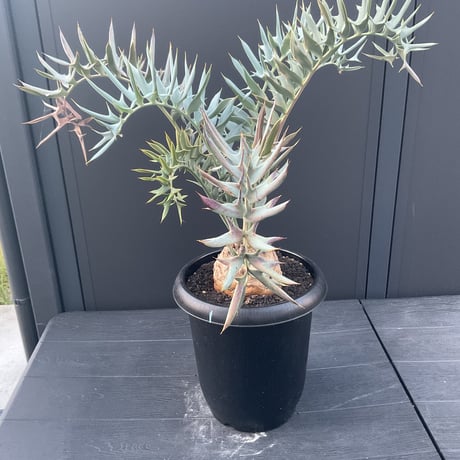 【現品】入荷名：エンセファラルトス・ムシンガヌス（ミシンガヌス）　12号　RN番 encephalartos | STORES
