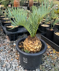 エンセファラルトス・トリスピノーサス　ET-20  Encephalartos trispinosus