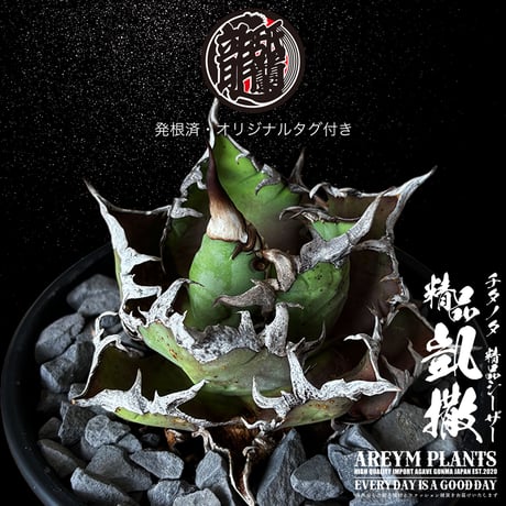 発根済 送料無料 アガベ チタノタ 精品シーザー 精品凱撒  Agave Titanota Caesar【ARM-Caesar-07-01】