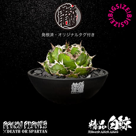 ボールタイプ | STORES