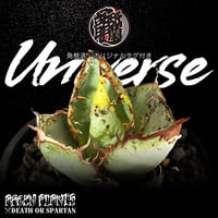 発根済 送料無料 アガベ チタノタ ユニバース 太陽系 Agave titanota Universe ARM-UNI-08-01