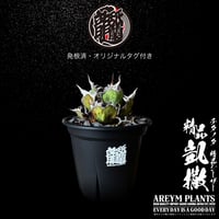 発根済 送料無料 アガベ チタノタ 精品シーザー 精品凱撒  Agave Titanota Caesar【ARM-Caesar-07-01】