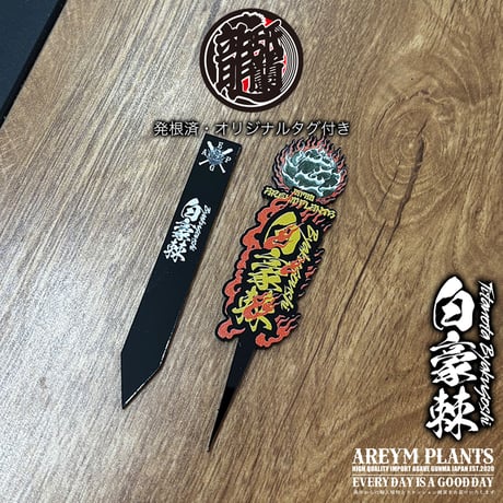 発根済 送料無料 アガベ チタノタ 白毫刺 白豪刺 agave titanota byakugousi【ARM-OC-BYAKU-07-03】