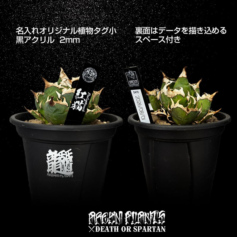 名入れ商品 オリジナル植物タグ小 アクリル製 | アレイムプランツ