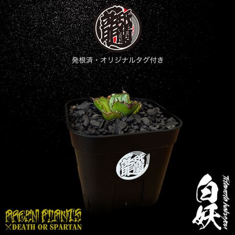 アレイムプランツ