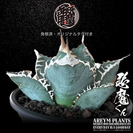 送料無料 雲南省産 アガベ チタノタ 悪魔くん Agave Titanota  (UN-OC-demon-07-01)