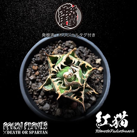 発根済 送料無料 アガベ チタノタ レッドキャットウィーズル Agave titanota Red Catweazle ARM-REDCAT-08-02