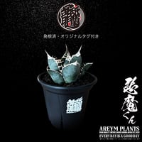 送料無料 雲南省産 アガベ チタノタ 悪魔くん Agave Titanota  (UN-OC-demon-07-01)