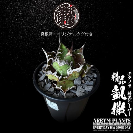 発根済 送料無料 アガベ チタノタ 精品シーザー 精品凱撒  Agave Titanota Caesar【ARM-Caesar-07-01】