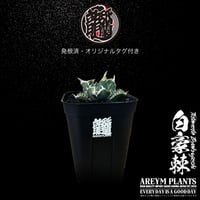 発根済 送料無料 アガベ チタノタ 白毫刺 白豪刺 agave titanota byakugousi【ARM-OC-BYAKU-07-03】