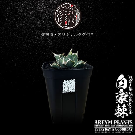 白毫刺 | STORES