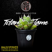 発根済 送料込み  アガベ チタノタ フレイム 烈焰 Agave titanota Flame ARM-Flame-07-01