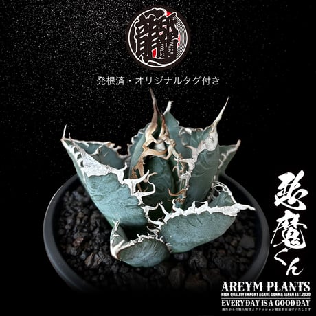 送料無料 雲南省産 アガベ チタノタ 悪魔くん Agave Titanota  (UN-OC-demon-07-01)