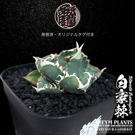 発根済 送料無料 アガベ チタノタ 白毫刺 白豪刺 agave titanota byakugousi【ARM-OC-BYAKU-07-03】
