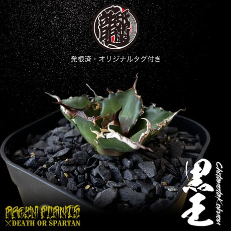 発根済 送料無料 潮龍家 安生産 アガベ チタノタ 黒王 agave titanota kokuo【Andy-OC-KOKUO-07-01】