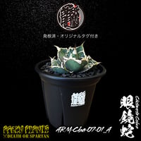 再販リクエスト 発根済 送料無料 Agave titanota 'Cobra' アガベ チタノタ コブラ 眼鏡蛇 ARM-Cba-07-01