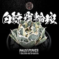 発根済 送料無料 アガベ・チタノタアガベ 白鯨 錦 覆輪斑 agave titanota white whale ver.margination ARM08-03