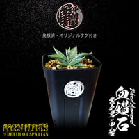 発根済 送料無料  アガベハイブリッド 血鑽石　紫之君 x 甲蟹 Agave hybrid Blood diamond (Purple Gentleman × isthmensis)