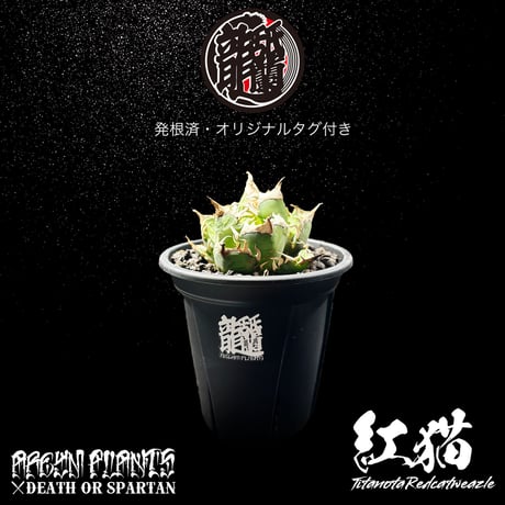 アレイムプランツ