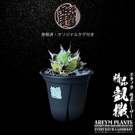 発根済 送料無料 アガベ チタノタ 精品シーザー 精品凱撒  Agave Titanota Caesar【ARM-Caesar-07-01】