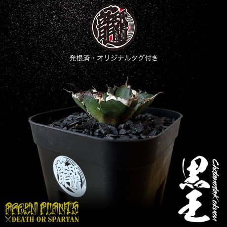 発根済 送料無料 潮龍家 安生産 アガベ チタノタ 黒王 agave titanota kokuo【Andy-OC-KOKUO-07-01】