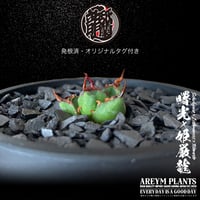 発根済 送料無料 アガベ 曙光 x 姫厳龍 Agave hybrid isthmensis × schidigera x titanota Dwarf