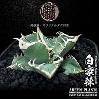 発根済 送料無料 アガベ チタノタ 白毫刺 白豪刺 agave titanota byakugousi【ARM-OC-BYAKU-07-04】