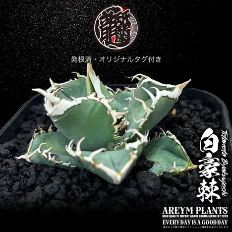Agaveアガベ 白豪刺 発根済み　OC 白毫刺 | STORES