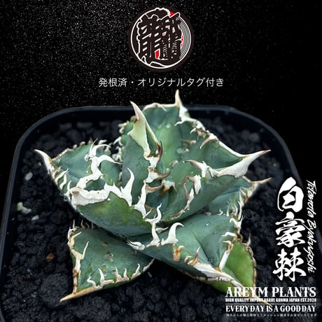 発根済 送料無料 アガベ チタノタ 白毫刺 白豪刺 agave titanota byakugousi【ARM-OC-BYAKU-07-03】