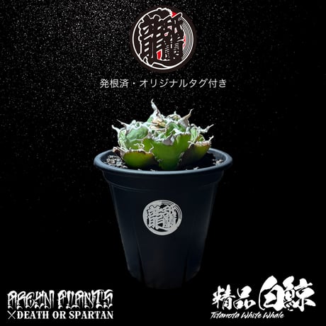 チタノタ白鯨 | STORES