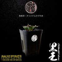 発根済 送料無料 潮龍家 安生産 アガベ チタノタ 黒王 agave titanota kokuo【Andy-OC-KOKUO-07-01】