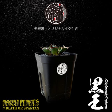 発根済 送料無料 潮龍家 安生産 アガベ チタノタ 黒王 agave titanota kokuo【Andy-OC-KOKUO-07-01】