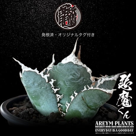 送料無料 雲南省産 アガベ チタノタ 悪魔くん Agave Titanota  (UN-OC-demon-07-01)