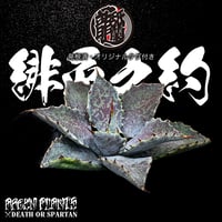 再販リクエスト 発根済 送料無料 アガベ 血蟹 x 雷神 Agave potatorum x bloodspot×isthmensis