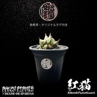 発根済 送料無料 アガベ チタノタ レッドキャットウィーズル Agave titanota Red Catweazle ARM-REDCAT-08-02