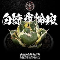 発根済 送料無料 アガベ・チタノタアガベ 白鯨 錦 覆輪斑 agave titanota white whale ver.margination ARM08-02