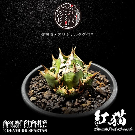 発根済 送料無料 アガベ チタノタ レッドキャットウィーズル Agave titanota Red Catweazle ARM-REDCAT-08-02