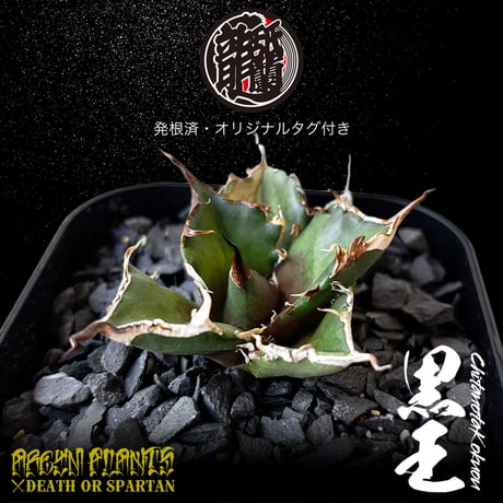 発根済 送料無料 潮龍家 安生産 アガベ チタノタ 黒王 agave titanota kokuo【Andy-OC-KOKUO-07-01】