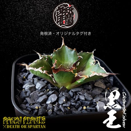 発根済 送料無料 潮龍家 安生産 アガベ チタノタ 黒王 agave titanota kokuo【Andy-OC-KOKUO-07-01】