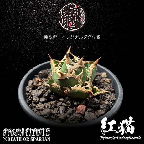 発根済 送料無料 アガベ チタノタ レッドキャットウィーズル Agave titanota Red Catweazle ARM-REDCAT-08-02