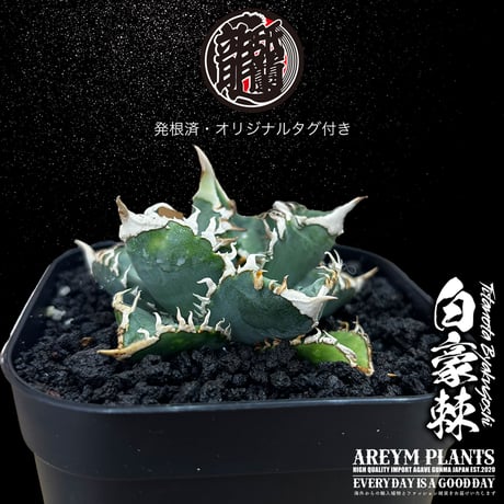 発根済 送料無料 アガベ チタノタ 白毫刺 白豪刺 agave titanota byakugousi【ARM-OC-BYAKU-07-03】