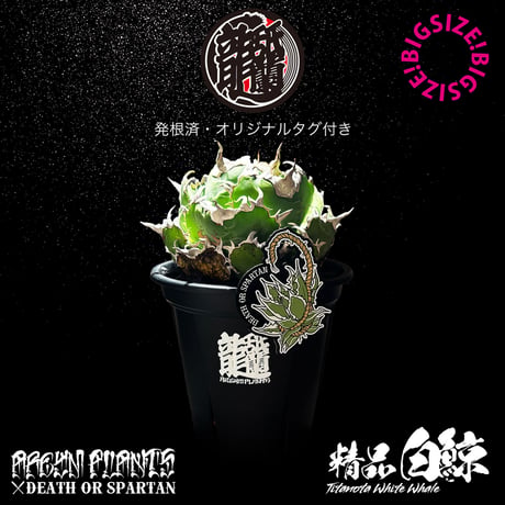 ボールタイプ | STORES