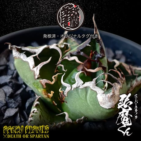 悪魔くん | STORES