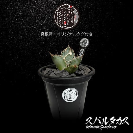 アレイムプランツ