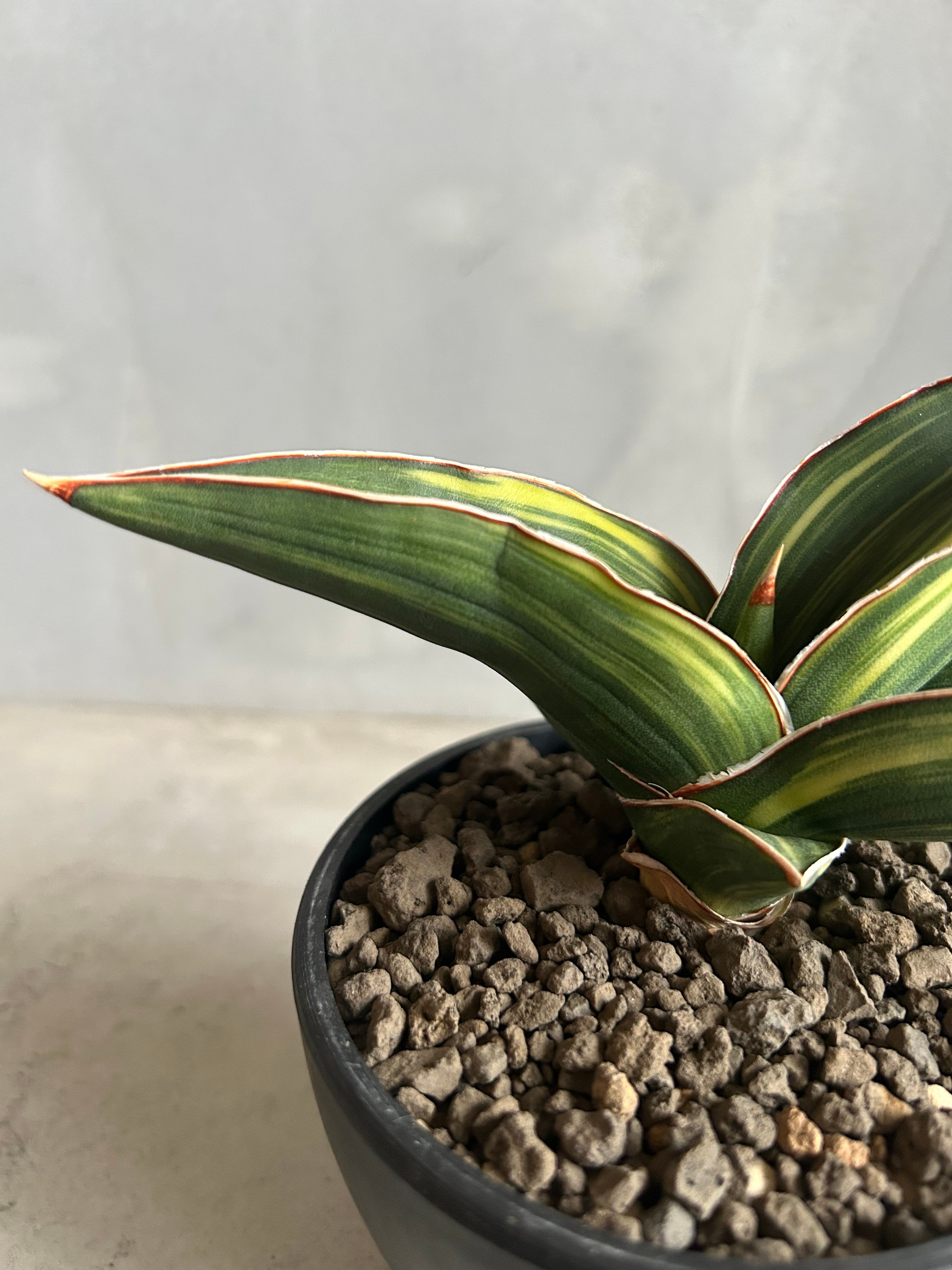 サンセベリア サムライ ドワーフ 斑入り | ソレトナ植物店
