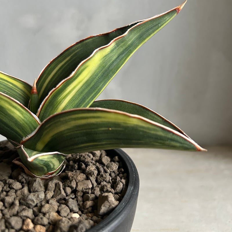 サンセベリア サムライ ドワーフ 斑入り | ソレトナ植物店